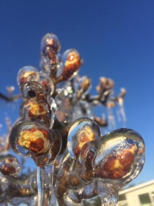 Fruit tree blossom encased in ice. As counterintuitive as it  may seem, the measure protects the...