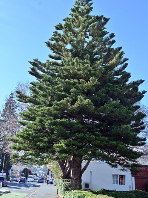 One of the finest Norfolk Island pines in Dunedin grows in the front garden of 519 Great King St...