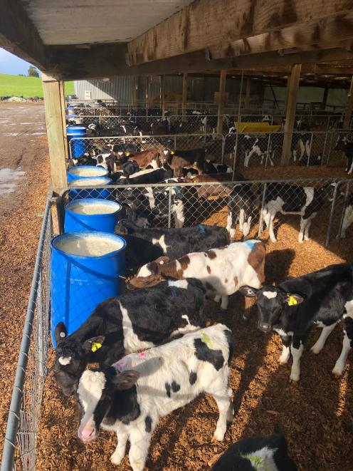 Dairy farmer fan of ad-lib feeding