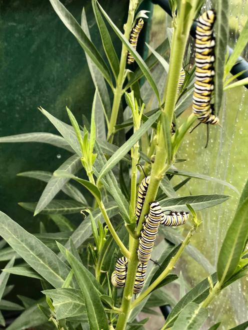 Monarch butterfly caterpillars on swan plants.