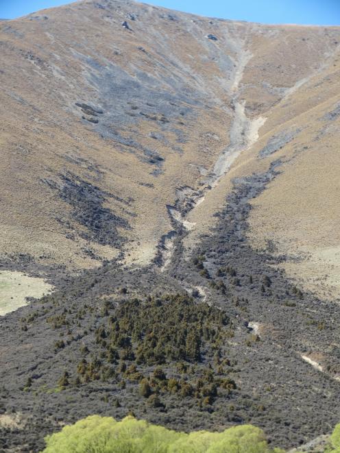 Remnants of forest, on Dunstan Downs, which once grew across Lindis Pass. Photo: ODt files 