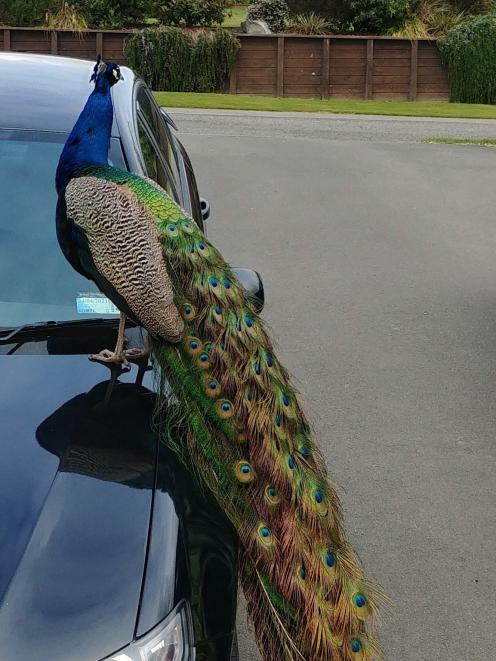 One of two rogue peacocks which have been on the run in Oamaru. PHOTO: SUPPLIED