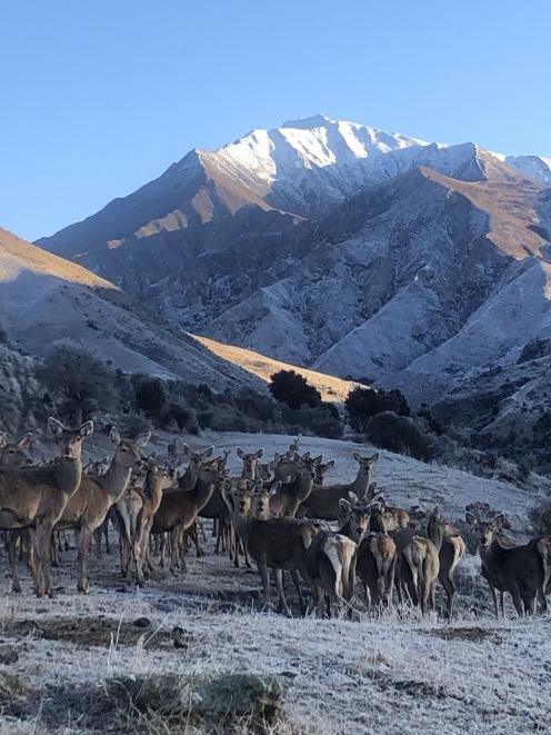 Deer on the Mackay family’s Spotts Creek Station in the Cardrona Valley. PHOTO: MACKAY FAMILY

