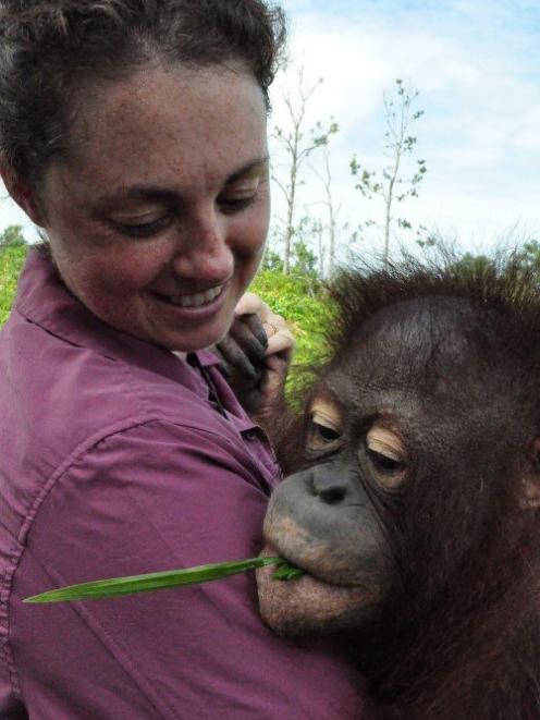 Dr Green gets up close and personal with an orangutan on a field trip to 
 Indonesia. 