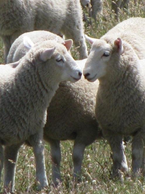 A Perendale progeny test has been extended,  with more traits added to the measurements.  Photo...