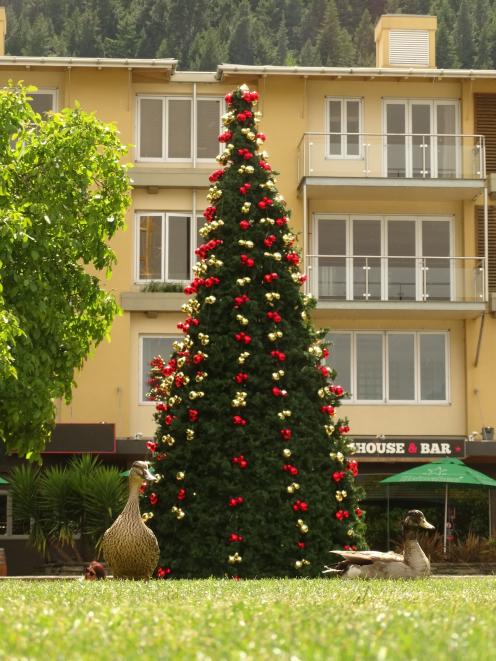 The Christmas tree in central Queenstown went up in its usual spot on the Village Green in Athol...