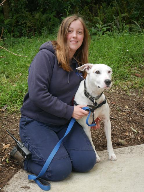 SPCA Dunedin canine attendant Gemma Mitchell with Kesh, who is available for adoption. PHOTO:...