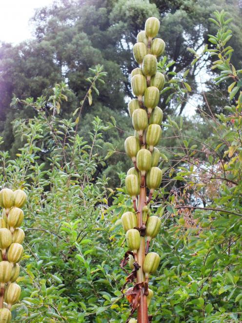 The attractive seed heads of Cardiocrinum follow the flowers. PHOTO: GILLIAN VINE