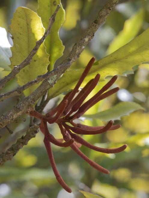 Knightia excelsa, or rewarewa (New Zealand honeysuckle), can be found at Dunedin Botanic Garden...