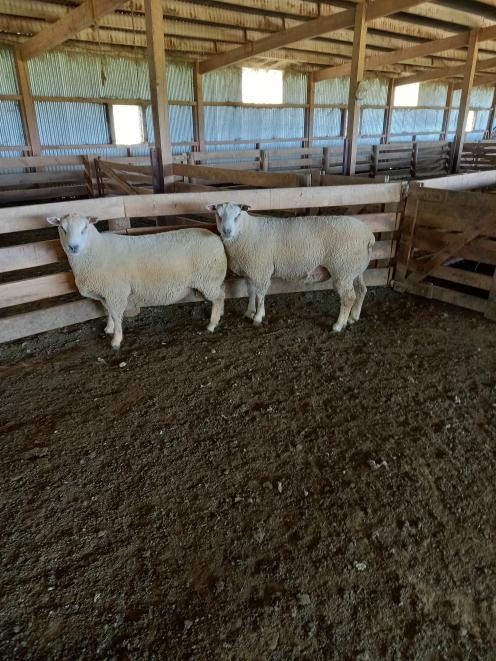 The Ponsonby family, who own the Charollais Sheep New Zealand stud at Tuapeka West, were pleased...