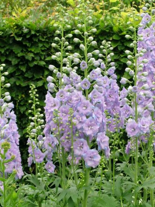 Delphiniums benefit from being divided every few years.