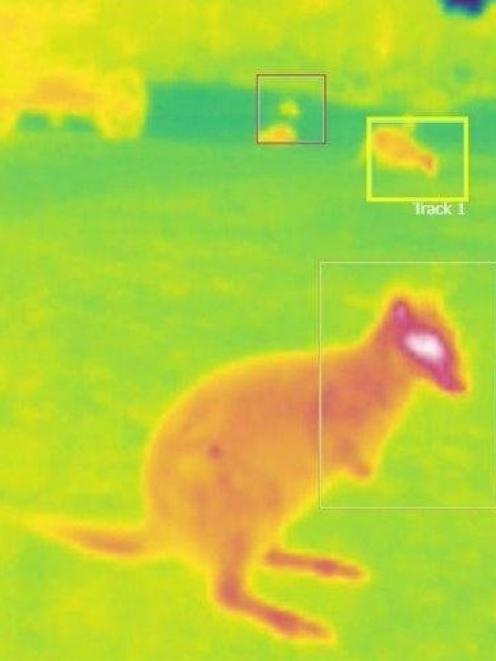 A thermal imaging camera with artificial intelligence learns to identify a wallaby in the...