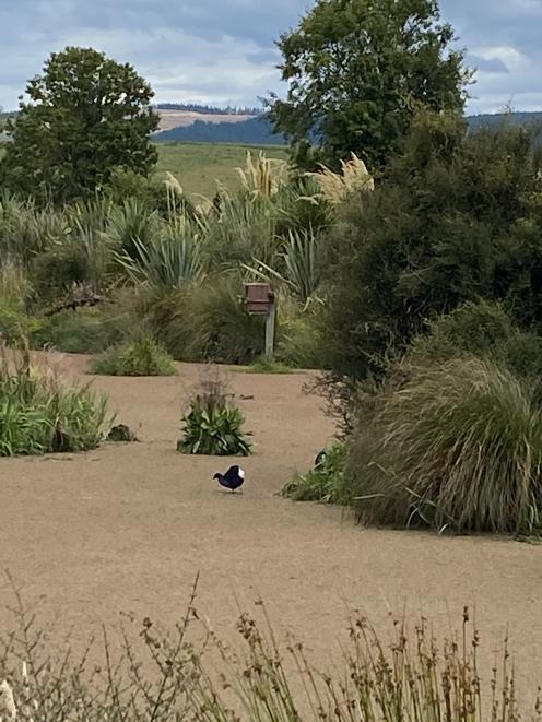 A pukeko wades through the water at Sinclair Wetlands in search of food.