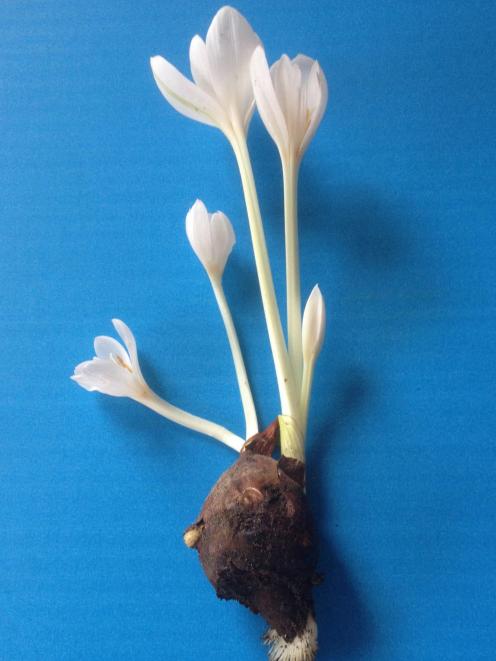 A colchicum bulb can have half a dozen flowers.
