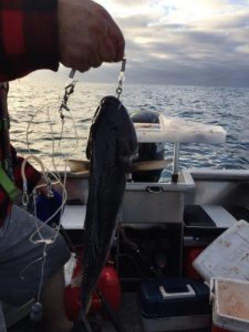 A blue cod caught north of Motunau. Photo: Supplied / North Canterbury News