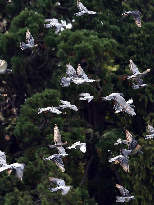 Pigeons in flight at the Dunedin Botanic Garden. PHOTO: PETER MCINTOSH