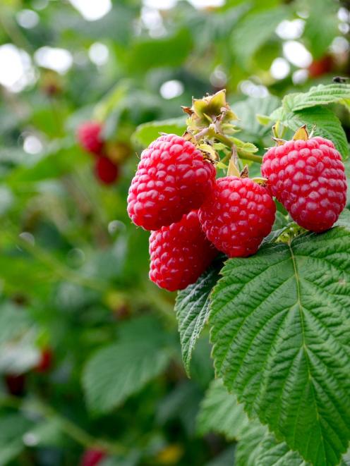 Autumn is the best time for planting raspberries. PHOTO: GETTY IMAGES