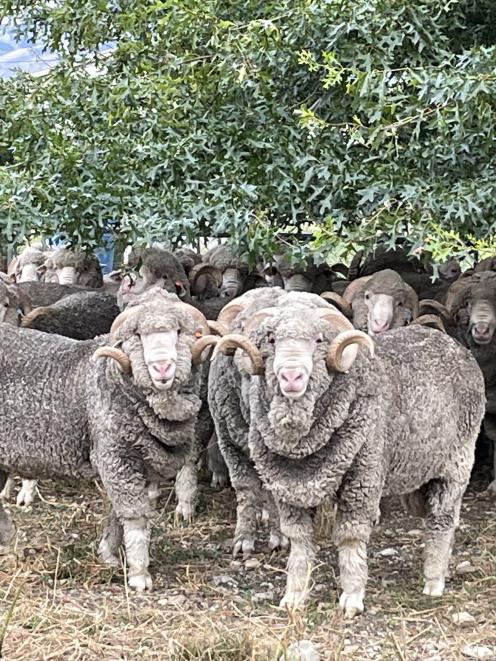 A flock of merino sheep from Malvern Downs station in Central Otago, which are set to feature at...