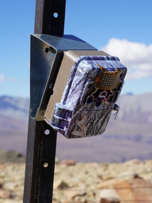 A motion-triggered camera surveys the Mackenzie country earlier this month. PHOTO: TARYN ORMSBY