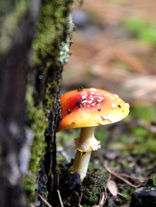 Among the warm autumn colours of Invercargill's Queens Park are the various species of mushroom...