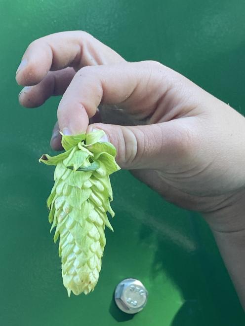 A close-up of a hop. 