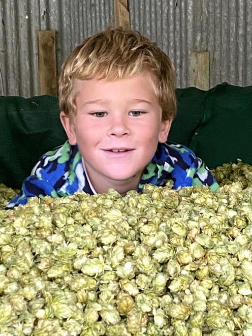 James McNamee (8) immerses himself in hops.