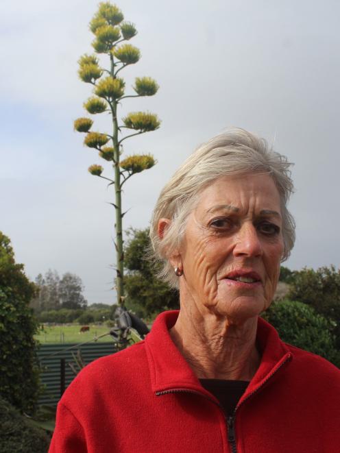 Invercargill resident Raewyn Luscombe could not believe her eyes when her Agave americana plant...