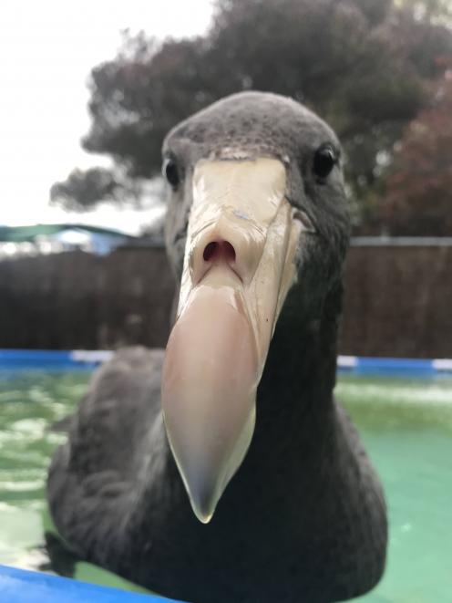 The northern giant petrel enjoys some swimming time in the rehab pool at Dunedin Wildlife...