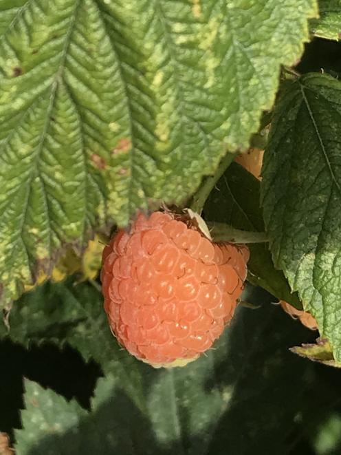 Ivory raspberry is as delicious as the more familiar red type.