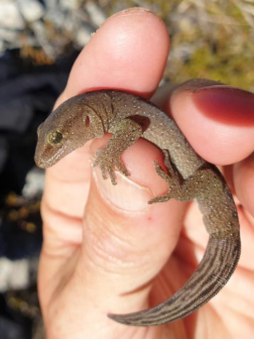 A gecko found at Nelson Lakes National Park. Photo: Ben Barr