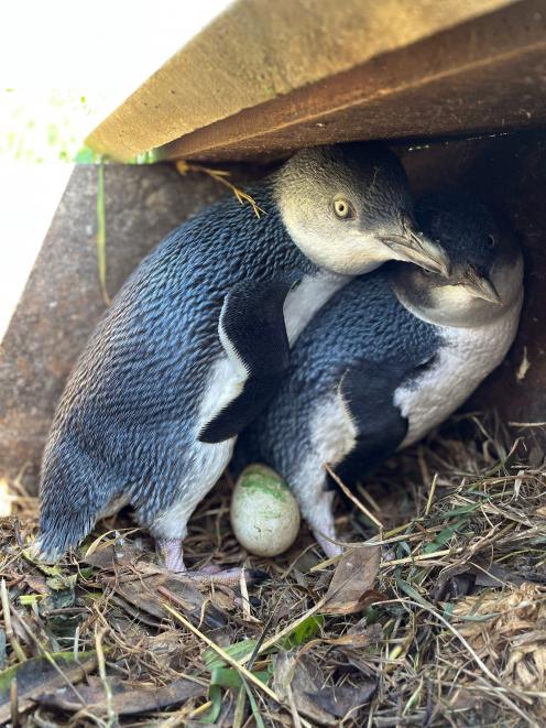 A pair of young little penguins are found at home with the first egg of the season in Oamaru...