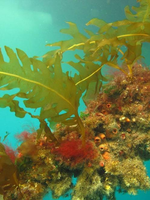 Undaria pinnatifida. PHOTO: SUPPLIED