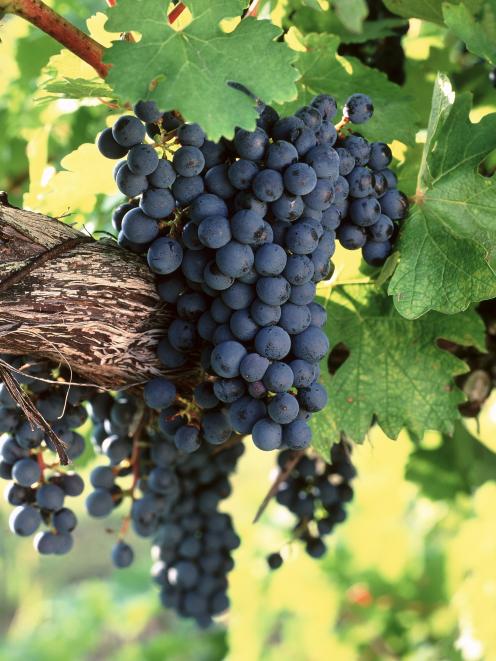 Ripe cabernet sauvignon grapes hanging on the vine.
PHOTO: GETTY IMAGES
