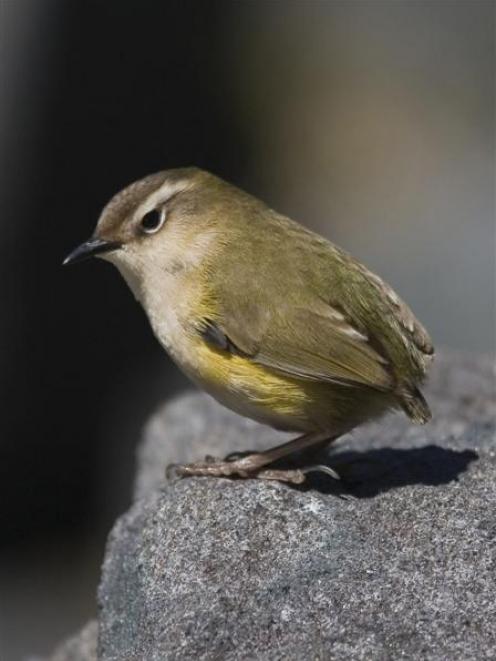 A female rock wren at Homer Saddle in Fiordland. Photo by James Reardon.