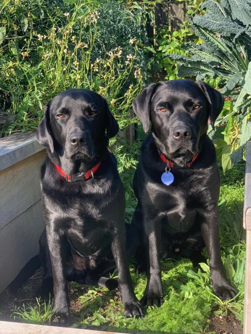 Dudley and Stanley are the "& Co" in Hiatt & Co.