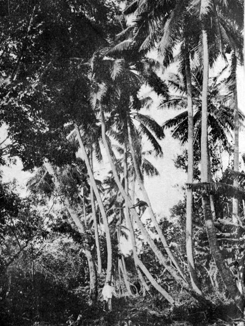 A coconut grove at Rarotonga, Cook Islands. — Otago Witness, 23.8.1921 