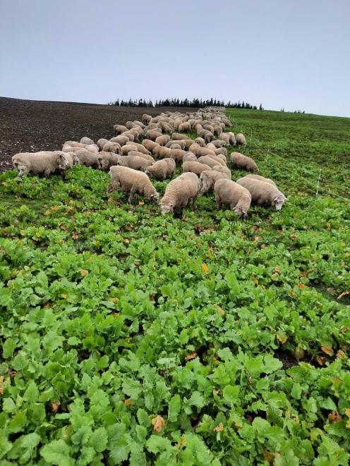 Crossbred Romney ewes eat swedes and turnips on Mark Copland’s farm in Eastern Southland last...