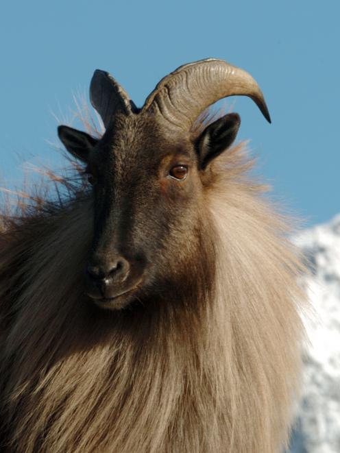 Mountain tahr have become a major threat to ecosystems in alpine areas, the Department of...