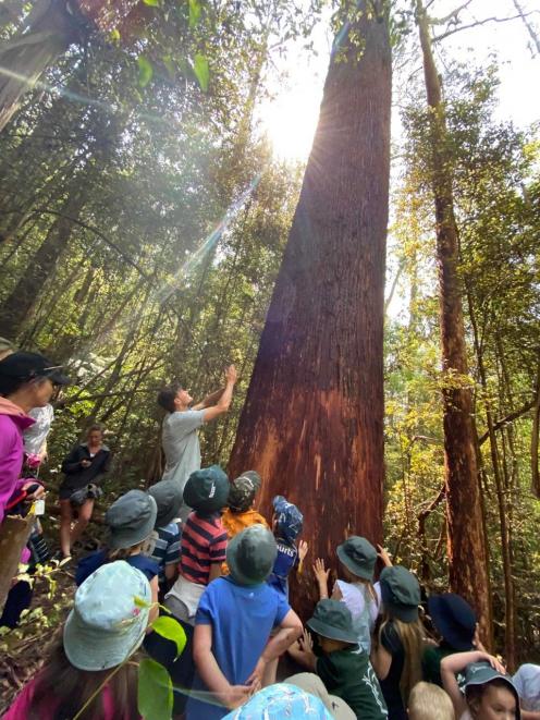 A rimu is a source of wonder for young nature learners.  PHOTO: OROKONUI ECOSANCTUARY