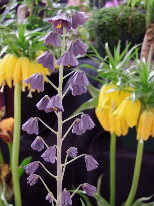 Purple Fritillaria persica is a taller species, the flower stems reaching 1m.