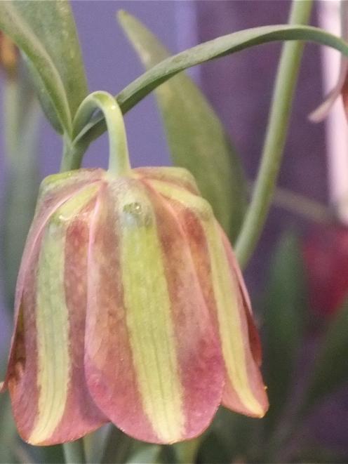 The flowers of Fritillaria graeca ssp. thessala are bell-like, typical of most fritillarias.