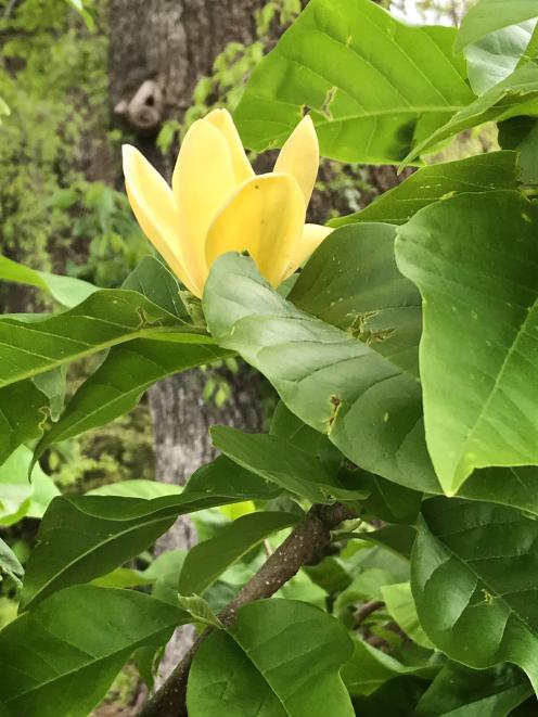 Yellow magnolias are all descended from one North American species, M. acuminata.