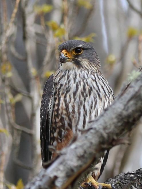 The male New Zealand falcon/karearea on watch at Albert Town end of the Upper Clutha Track. PHOTO...