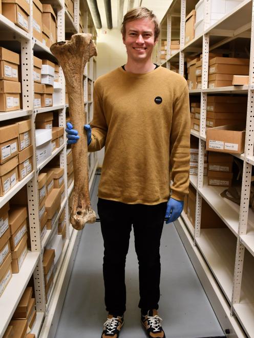 Otago Museum Natural Sciences assistant curator Kane Fleury holds a bone of a female South Island...