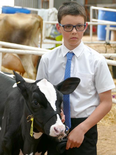 Hayden Wendelgelst (13), of Waiwera South, awaits assessment of his Holstein Friesian calf at the...