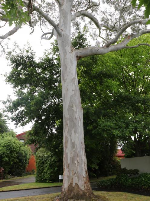 The eucalyptus tree is set to be removed. Photo: John Cosgrove