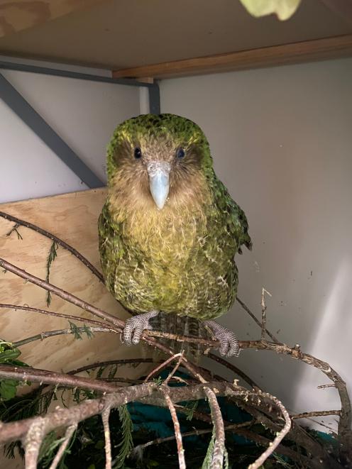 Dunedin Wildlife Hospital kakapo patient Alison is recovering from a serious injury to her left...
