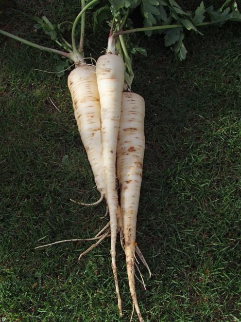 Sow parsnips if this has not yet been done.