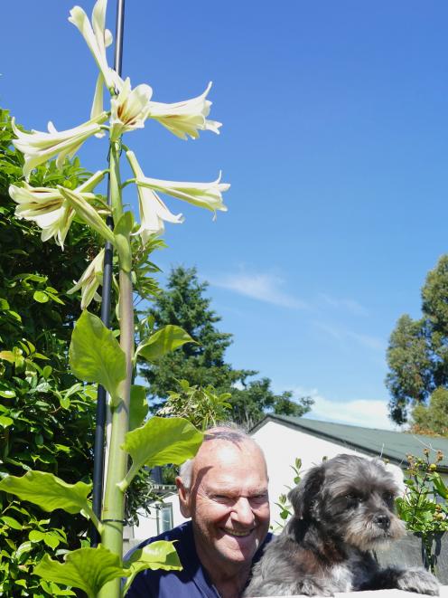 Vic Moody and dog Bonnie stand next to a mysterious floral visitor in their Clinton garden...