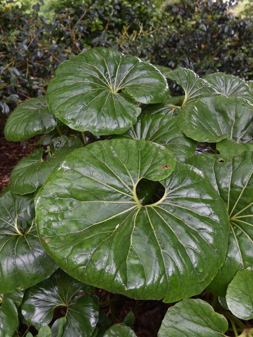 Tractor seat Ligularia. PHOTO: GREGOR RICHARDSON